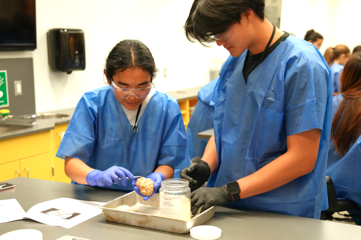 Two Brain Camp attendees dissect a pig brain to learn about brain structures and regions.