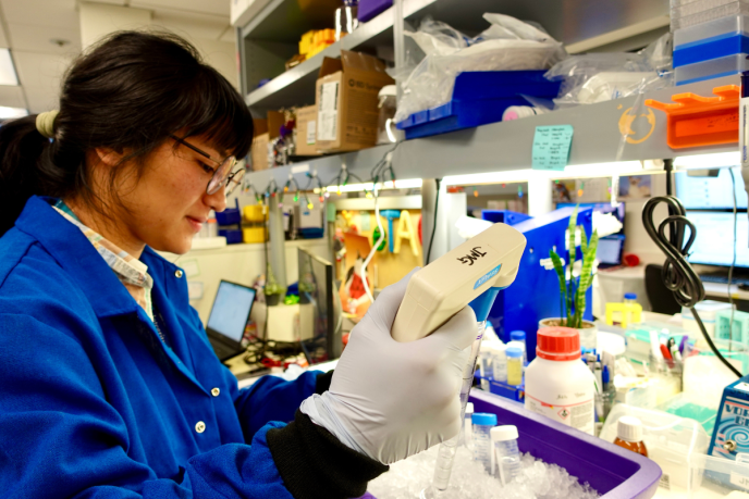 Han Yin, MS4, works in the lab as part of her gap year research